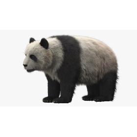 Giant Panda 3D model